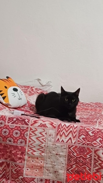 Tekir Kedi, Kedi  siyab fotoğrafı