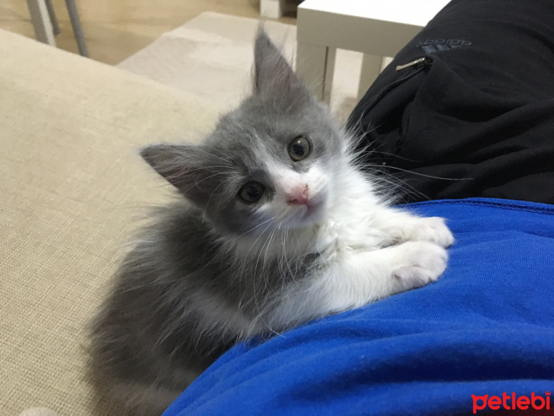 Sibirya Kedisi, Kedi  Pofi fotoğrafı