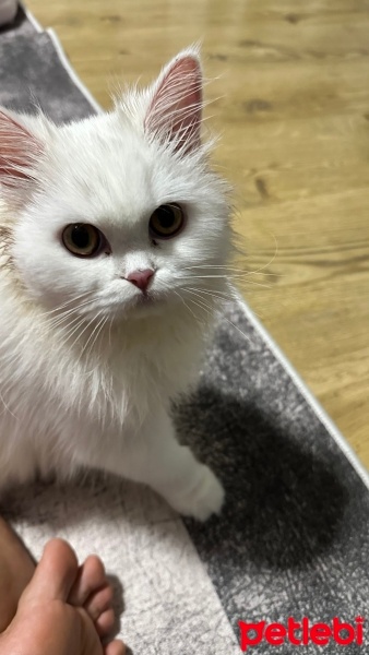 Chinchilla, Kedi  Pamuk fotoğrafı