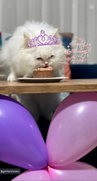 Chinchilla, Kedi  Pamuk fotoğrafı