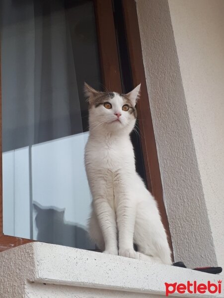 Tekir Kedi, Kedi  Pamuk fotoğrafı