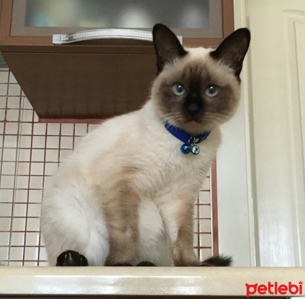 Siyam Kedisi, Kedi  Fidan fotoğrafı
