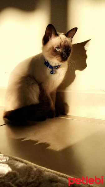 Siyam Kedisi, Kedi  Fidan fotoğrafı