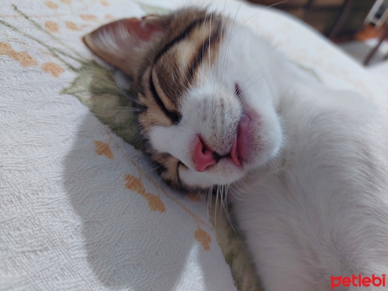 Tekir Kedi, Kedi  Ceviz fotoğrafı