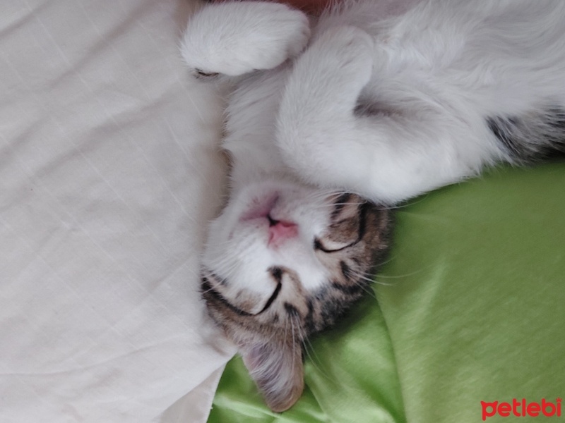 Tekir Kedi, Kedi  Ceviz fotoğrafı