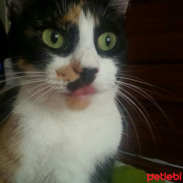 Tekir Kedi, Kedi  Minnie fotoğrafı