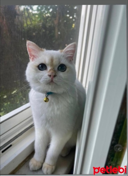 British Longhair, Kedi  Nokta fotoğrafı