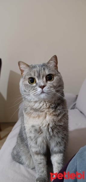 British Shorthair, Kedi  Lila fotoğrafı