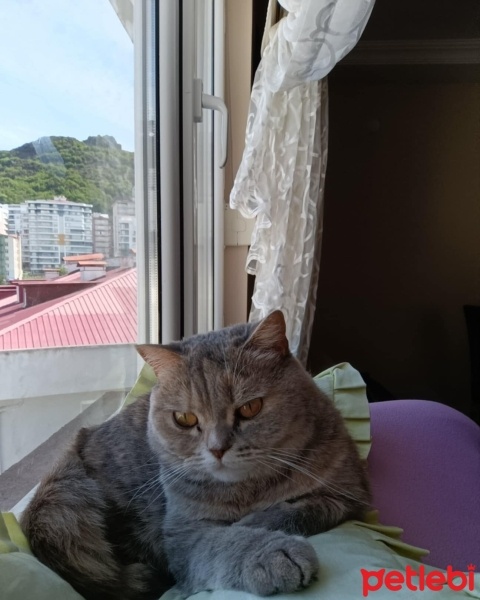 British Shorthair, Kedi  Lila fotoğrafı