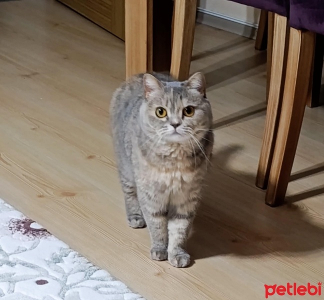 British Shorthair, Kedi  Lila fotoğrafı