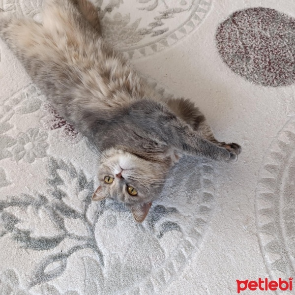 British Shorthair, Kedi  Lila fotoğrafı