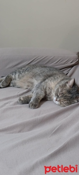 British Shorthair, Kedi  Lila fotoğrafı