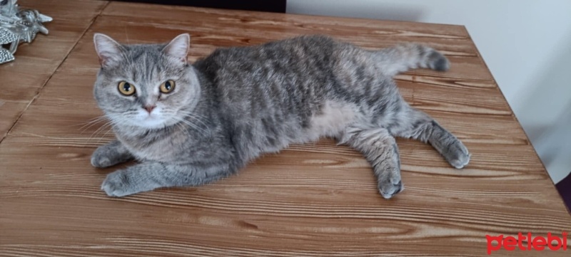 British Shorthair, Kedi  Lila fotoğrafı