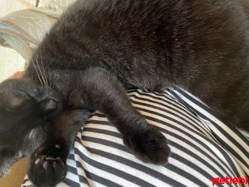 British Shorthair, Kedi  Zeyna fotoğrafı