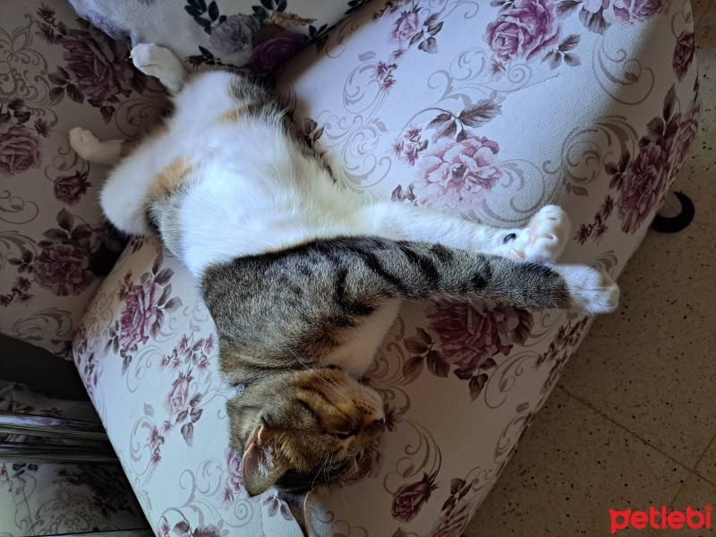 Tekir Kedi, Kedi  Fare fotoğrafı
