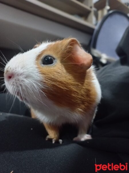 Guinea Pig, Kemirgen  Pankek fotoğrafı