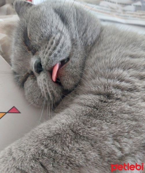 British Shorthair, Kedi  Dalia fotoğrafı