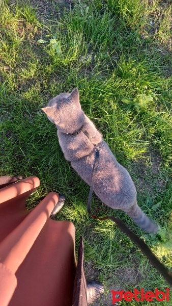 British Shorthair, Kedi  Dalia fotoğrafı
