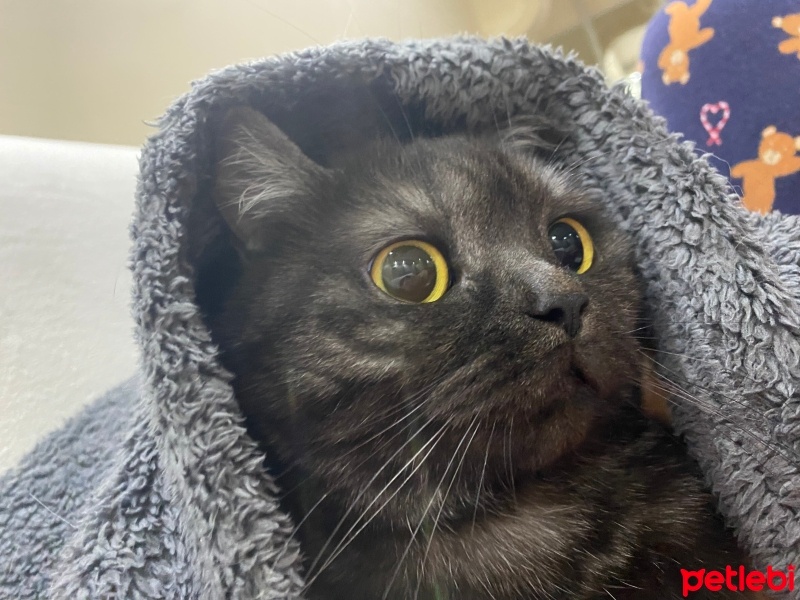 British Longhair, Kedi  Browni fotoğrafı
