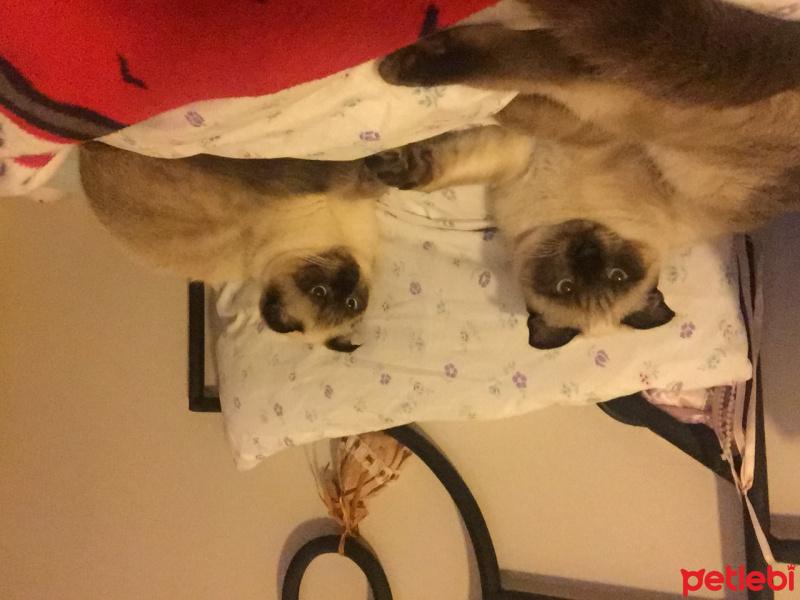 Siyam Kedisi, Kedi  Korcan ve şapşik fotoğrafı