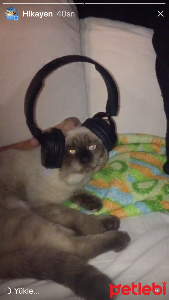 Siyam Kedisi, Kedi  Korcan ve şapşik fotoğrafı