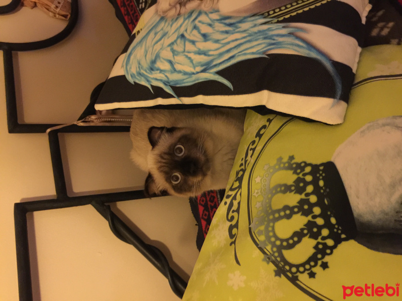 Siyam Kedisi, Kedi  Korcan ve şapşik fotoğrafı
