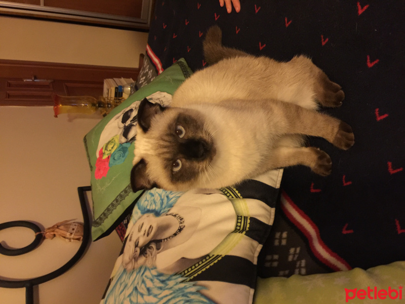 Siyam Kedisi, Kedi  Korcan ve şapşik fotoğrafı