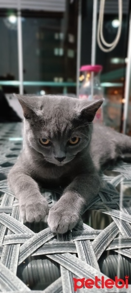 British Shorthair, Kedi  Beton fotoğrafı