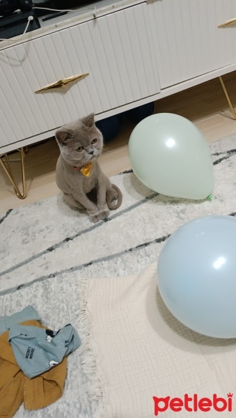 British Shorthair, Kedi  Mia fotoğrafı