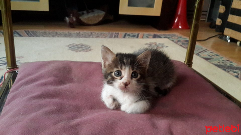 Tekir Kedi, Kedi  cips,pamuk,boncuk ve 10 tane daha fotoğrafı