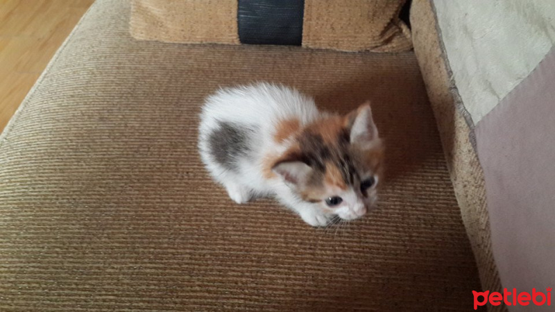 Tekir Kedi, Kedi  cips,pamuk,boncuk ve 10 tane daha fotoğrafı