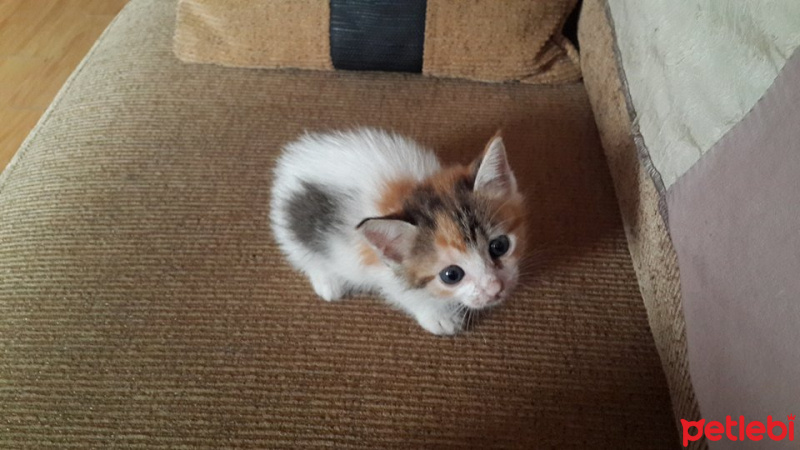 Tekir Kedi, Kedi  cips,pamuk,boncuk ve 10 tane daha fotoğrafı