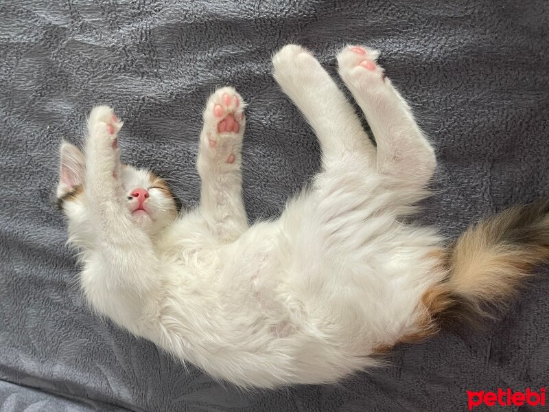 Maine Coon, Kedi  miso fotoğrafı