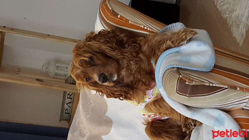 Amerikan Cocker Spaniel, Köpek  Bella fotoğrafı