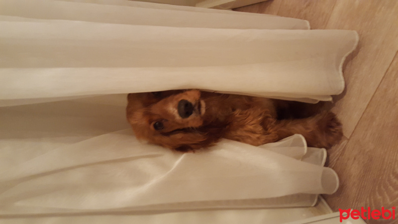 Amerikan Cocker Spaniel, Köpek  Bella fotoğrafı