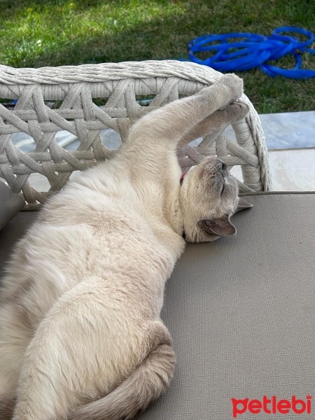 British Shorthair, Kedi  Molly fotoğrafı