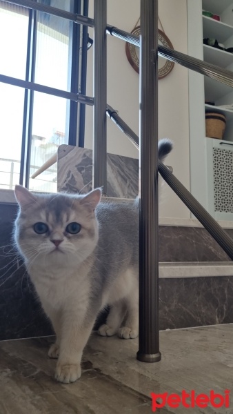 British Shorthair, Kedi  Hera fotoğrafı