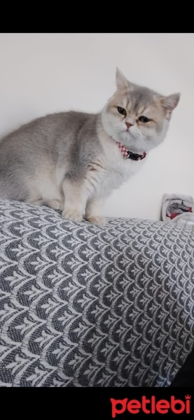 British Shorthair, Kedi  Hera fotoğrafı