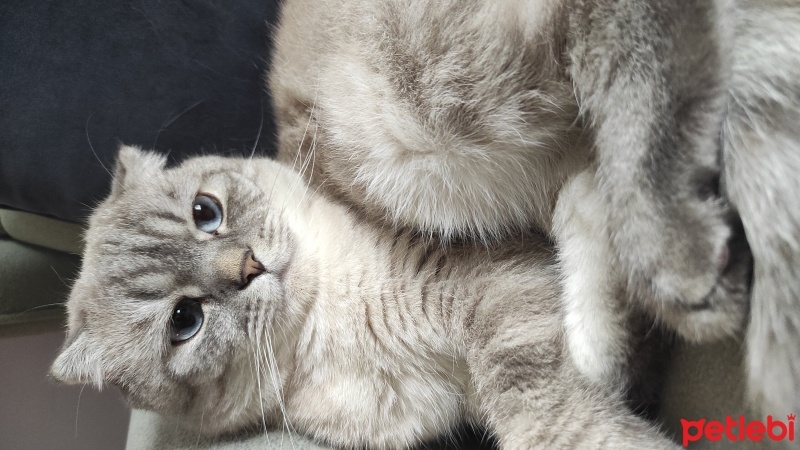 Scottish Fold, Kedi  Paşa fotoğrafı