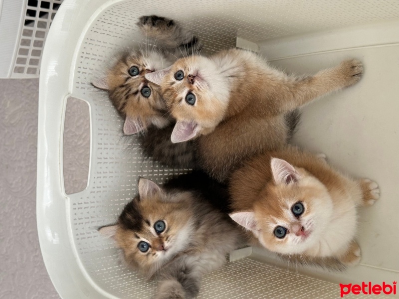 British Shorthair, Kedi  British gold family fotoğrafı