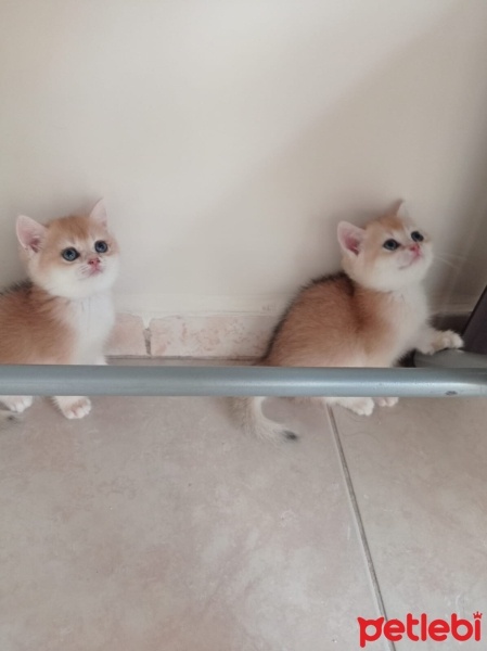 British Shorthair, Kedi  British gold family fotoğrafı