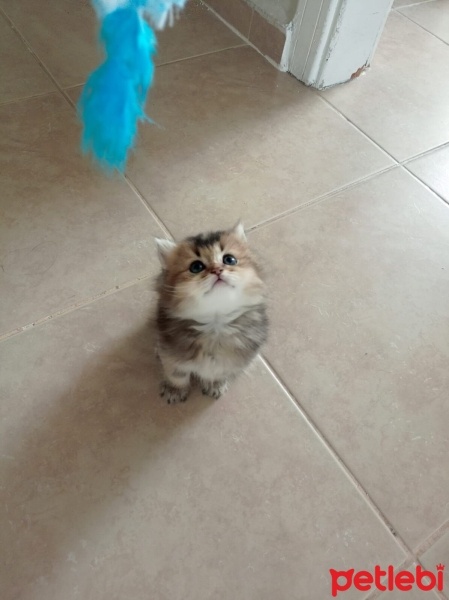 British Shorthair, Kedi  British gold family fotoğrafı