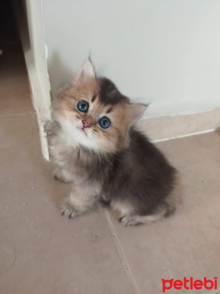 British Shorthair, Kedi  British gold family fotoğrafı