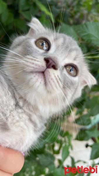 Scottish Fold, Kedi  Puki fotoğrafı