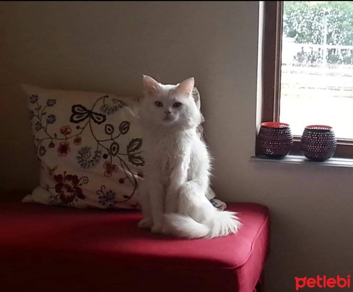 Chinchilla, Kedi  Papyon fotoğrafı