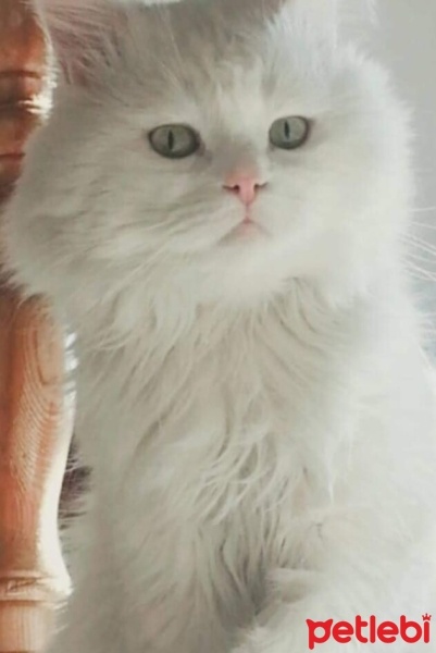 Chinchilla, Kedi  Papyon fotoğrafı