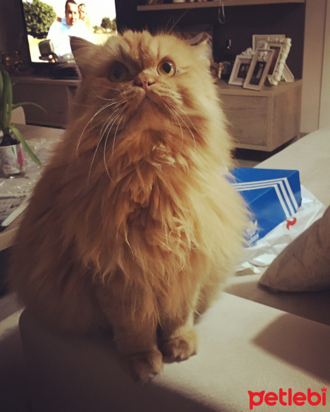 İran Kedisi (Persian), Kedi  Paşa fotoğrafı