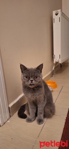 Chartreux, Kedi  Duman fotoğrafı