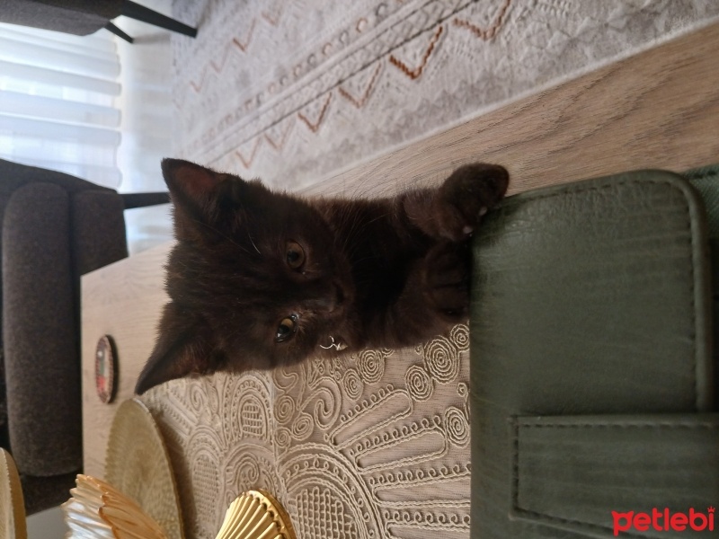 British Shorthair, Kedi  Puka fotoğrafı