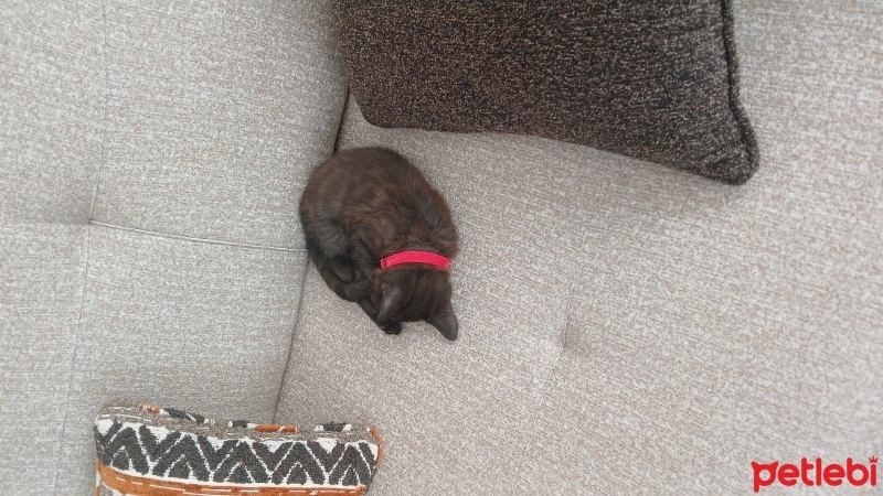 British Shorthair, Kedi  Puka fotoğrafı